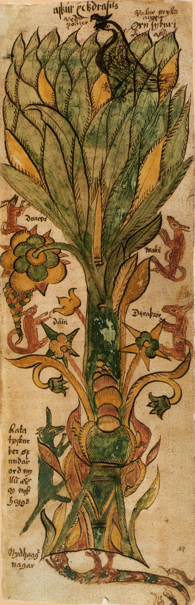 page from an Iceland illuminated manuscript showing a drawing of Yggrdrasil.