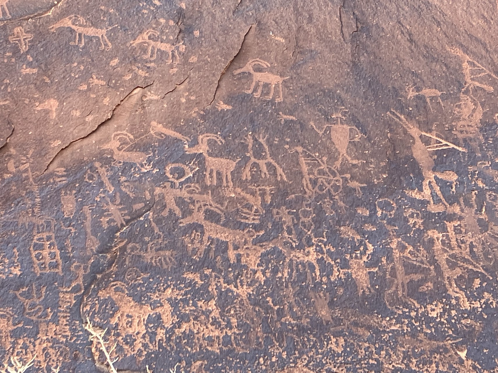 Rock face etched with numerous petroglyphs—bighorn sheep, human figures, overlapping abstract symbols.