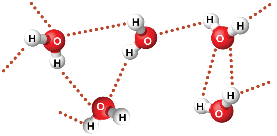 Five water molecules are shown near one another, but not touching. A dotted line lies between many of the hydrogen atoms on one molecule and the oxygen atom on another molecule.
