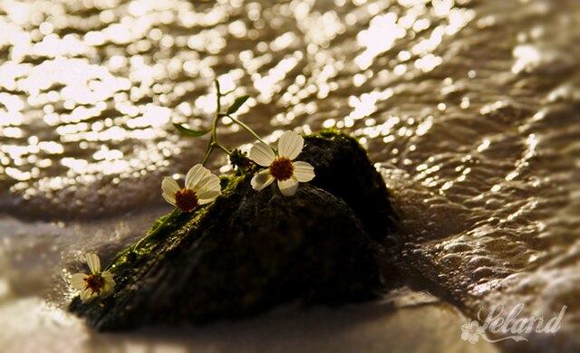 Flowers on a rock by the river