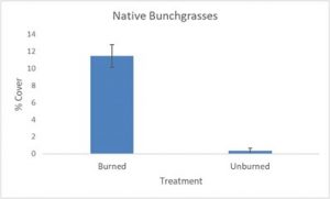 Fig. 1a: % Foliar cover estimates of native bunchgrasses based on % midpoint values derived from modified Daubenmire cover class method, across burned and unburned treatments at DFNWR. Error bars are based on standard error values.