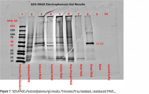 Figure 1: SDS-PAGE electrophoresis gel results: Precision Plus Standard, uninduced PAGE, insoluble PAGE, soluble PAGE, flow through PAGE, wash PAGE, eluate PAGE, a blank well, and Laemmli buffer. Note the bands near the 43kDa mark as they are indicative of the presence of the GST-DHFR-His protein (Bio-Rad Laboratories, Inc., n.d.).